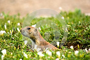 Prairie dog