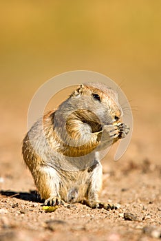 Prairie Dog