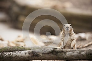 Prairie dog