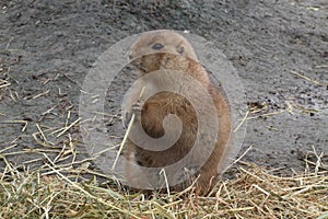 Prairie dog