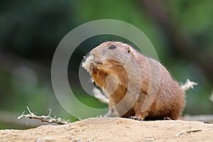 Prairie dog