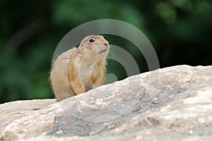 Prairie dog