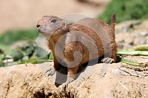 Prairie dog