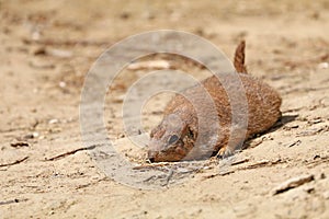 Prairie dog