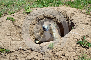 Prairie Dog