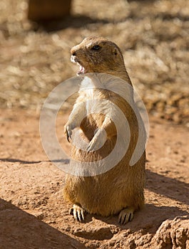 Prairie dog