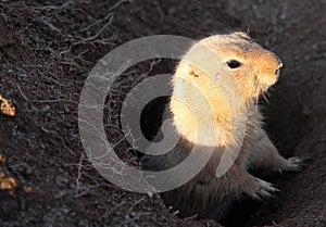 Prairie dog