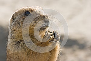 Prairie dog