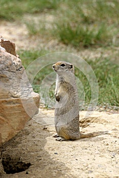 Prairie Dog