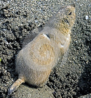 Prairie dog 9
