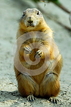 Prairie dog