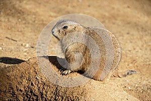 Prairie Dog