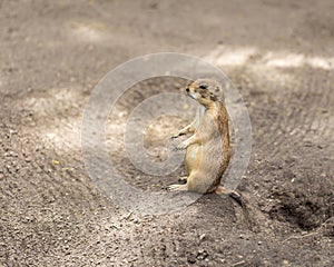 Prairie Dog