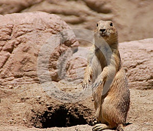 Prairie dog