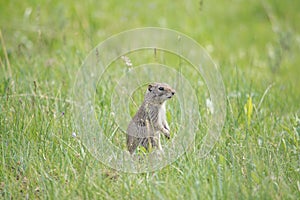 Prairie Dog on Alert