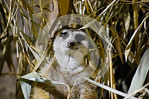 Prairie Dog (Australian)5 photo