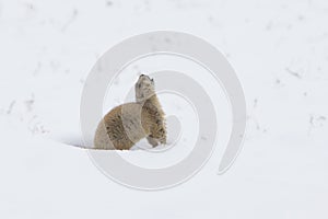 Prairie dog barking in warning in snow