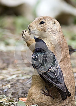 Prairie dog and bird