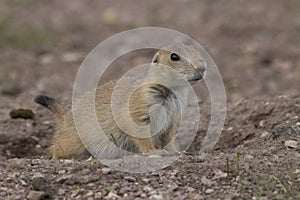 Prairie dog at burrow with erect tail photo