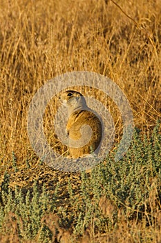 Prairie Dog Camoflauge