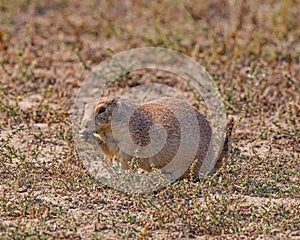 Prairie dog checking out the tourists.