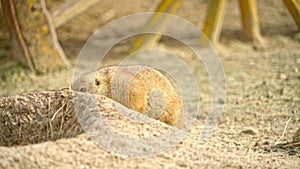 Prairie dog close to hole in the ground looking around