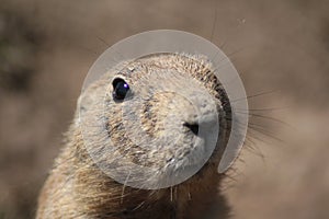 Prairie dog close-up portrait