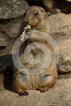 Prairie Dogs with food. photo