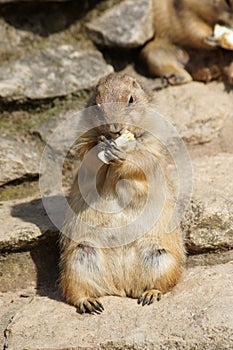 Prairie Dogs with food. photo