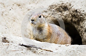 Prairie dog coming out from burrow