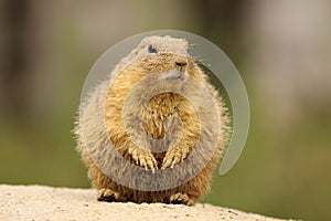 Prairie dog covered with sand standing upright