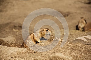 Prairie Dog (Cynomis Ludovicianus)