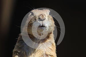 Prairie Dog photo