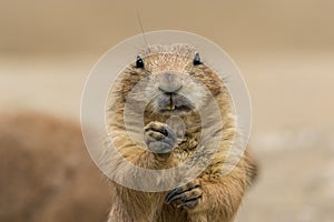 Prairie dog with one hand above other looking straight