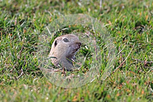 Prairie dog cynomys ludovicianus