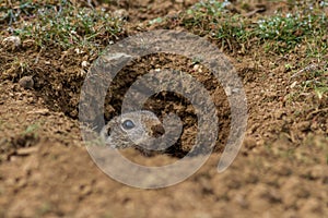 Prairie dog (cynomys ludovicianus)