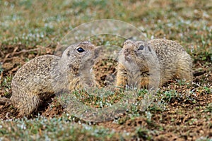 Prairie dog (cynomys ludovicianus)