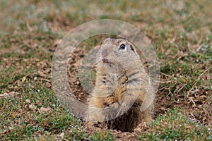 Prairie dog (cynomys ludovicianus)