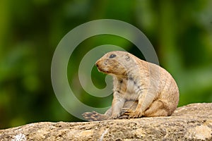 Prairie Dog Cynomys ludovicianus adult