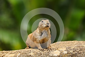 Prairie Dog Cynomys ludovicianus adult