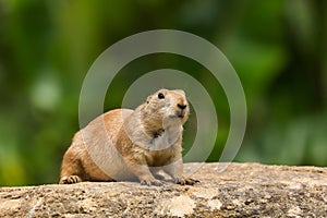 Prairie Dog Cynomys ludovicianus adult