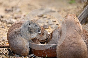 Prairie Dog Cynomys ludovicianus Beautiful cute animal