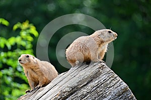 Prairie Dog Cynomys ludovicianus Beautiful cute animal