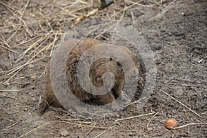 Prairie Dog Cynomys ludovicianus Beautiful cute animal