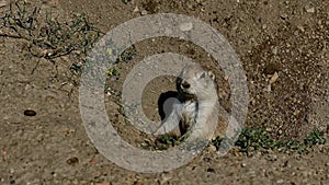 Prairie dog, Cynomys ludovicianus, at burrow entrance