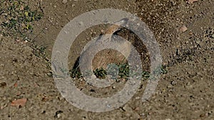 Prairie dog, Cynomys ludovicianus, digging in burrow then looking up