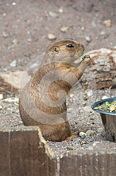 Prairie dog Cynomys ludovicianus eating a meal