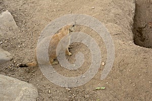 Prairie dog - Cynomys ludovicianus -  near its burrow