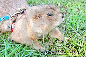 Prairie dog Cynomys ludovicianus portrait of a cute pet