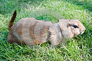 Prairie dog Cynomys ludovicianus portrait of a cute pet